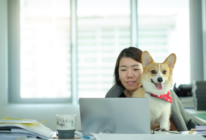 dog friendly office